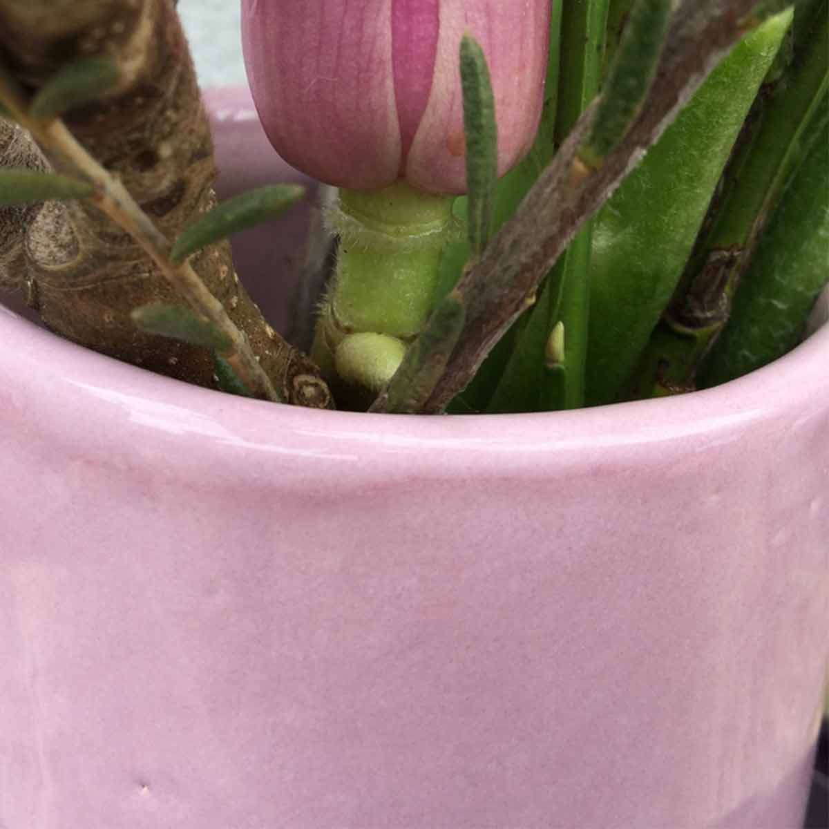 Botz Flüssigglasur Rosa 9561